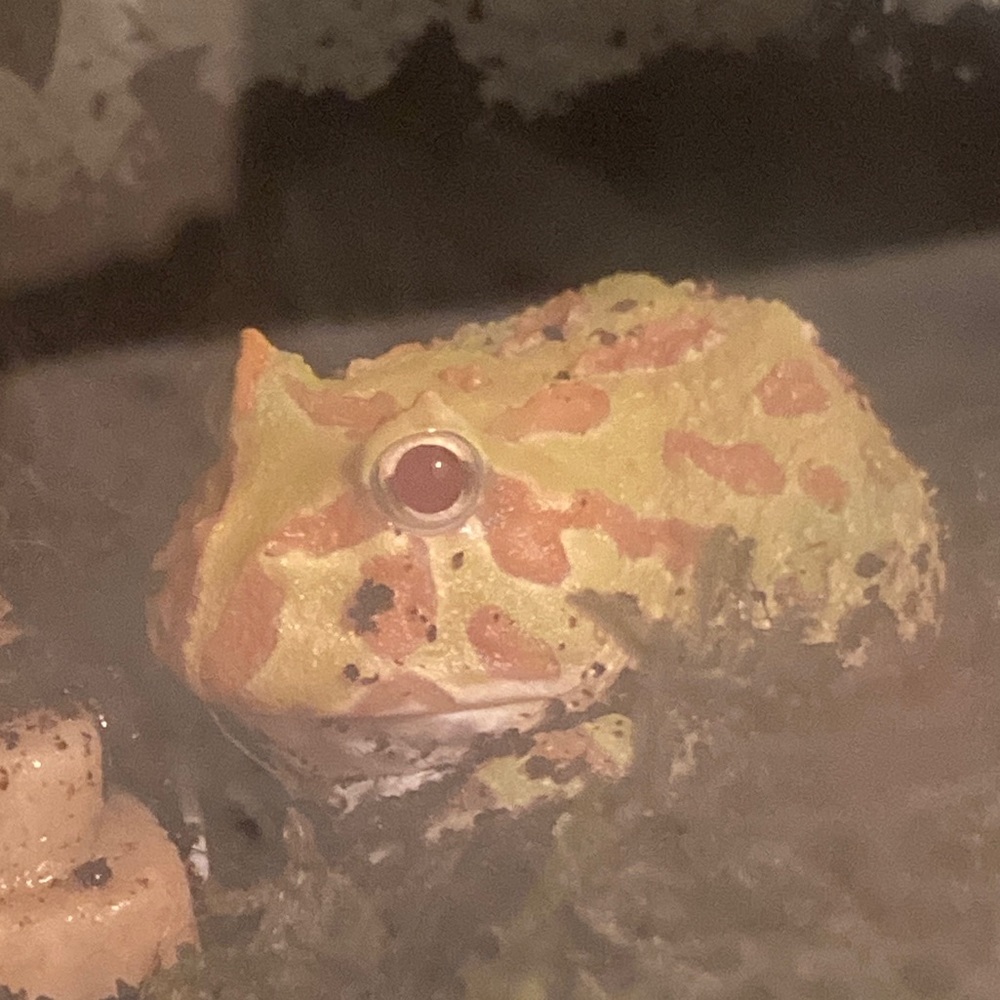 ---